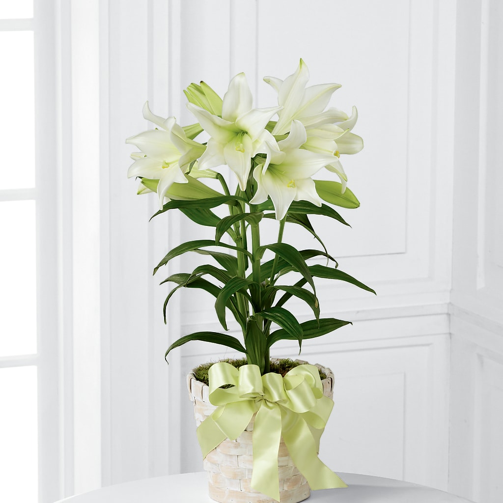 Easter Lily Plant – Precious Flowers And Gifts, Ceres CA