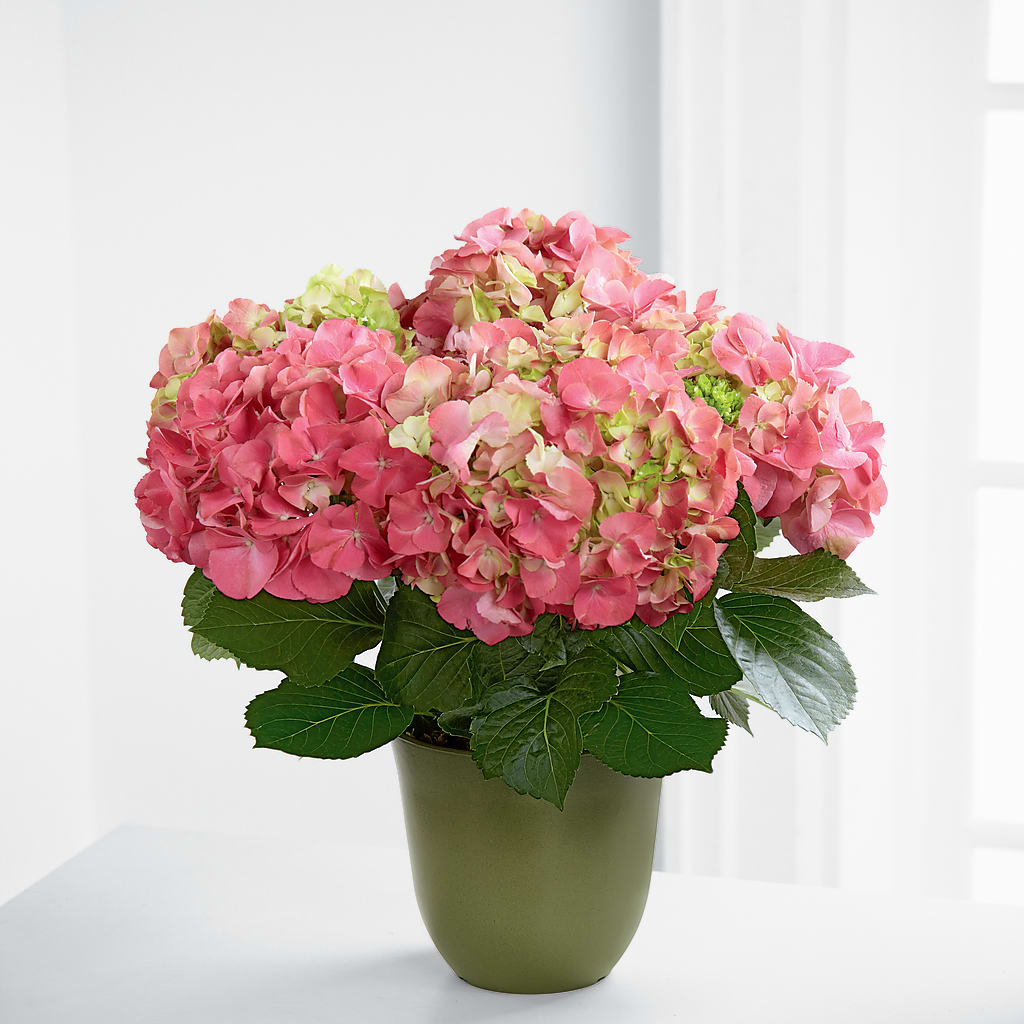 Pink Hydrangea Planter – Precious Flowers And Gifts, Ceres CA