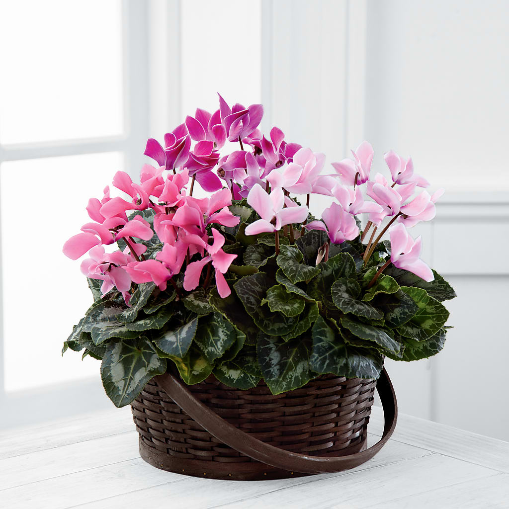 Mixed Cyclamen Planter – Precious Flowers And Gifts, Ceres CA