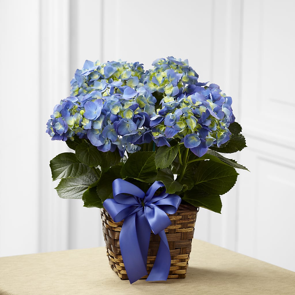 Blue Hydrangea Planter – Precious Flowers And Gifts, Ceres CA