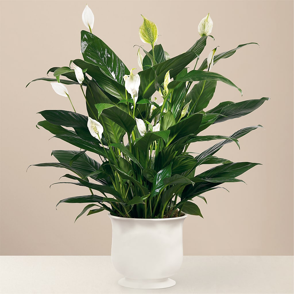 Comfort Planter – Precious Flowers And Gifts, Ceres CA