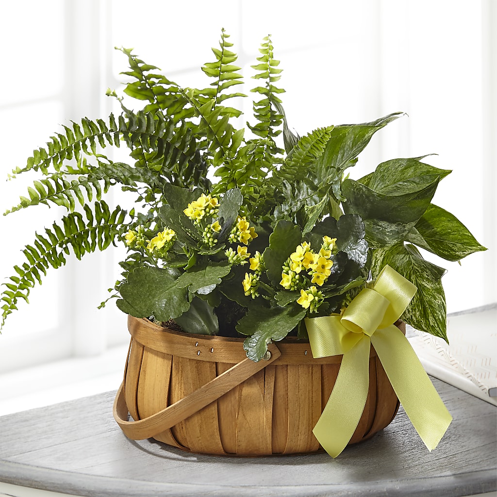 Always Dear Dishgarden – Precious Flowers And Gifts, Ceres CA