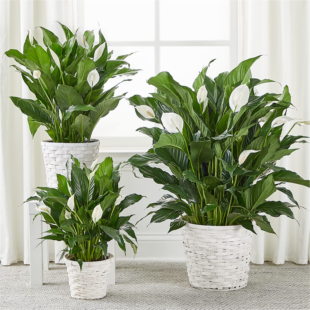 A New Leaf Peace Lily – Precious Flowers And Gifts, Ceres CA
