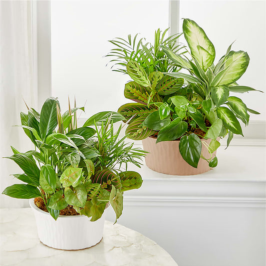 Balance & Harmony Dishgarden – Precious Flowers And Gifts, Ceres CA