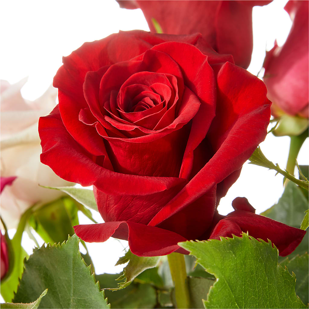 Love Notes Rose Bouquet – Precious Flowers And Gifts, Ceres CA