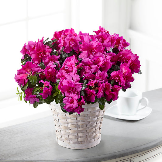 Hope & Serenity Azalea Plant –  Precious Flowers And Gifts, Ceres CA
