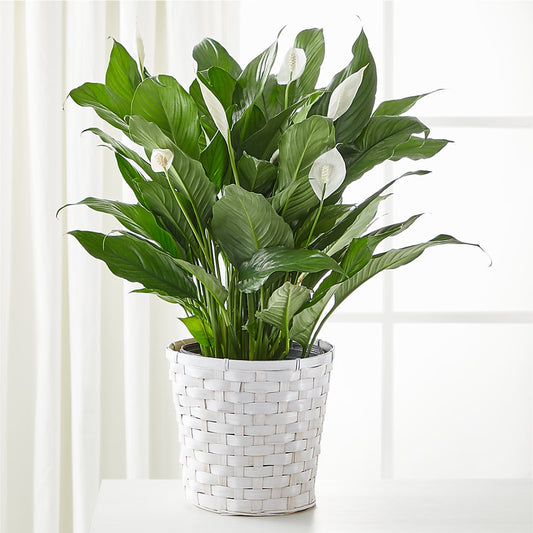 A New Leaf Peace Lily –  Precious Flowers And Gifts, Ceres CA